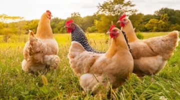 استقرار أسعار.. كيلو الفراخ البيضاء بين 75 و89 جنيه في بورصة الدواجن يناير 2025